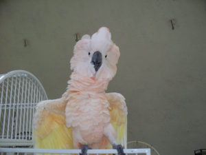 Moluccan Cockatoo