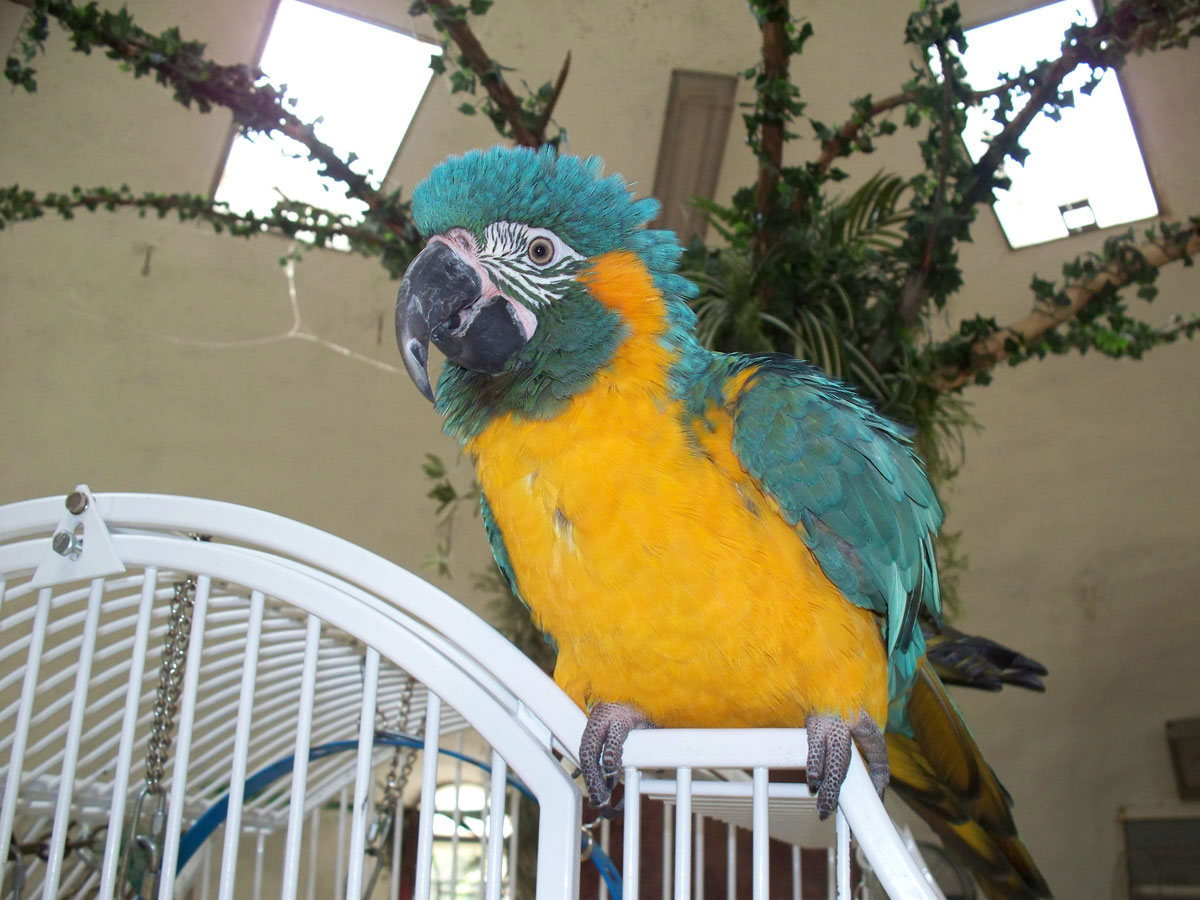 Blue Throated Macaw