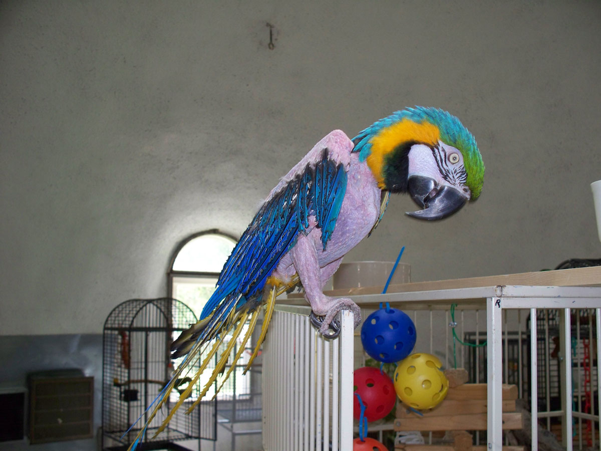 Blue & Gold Macaw