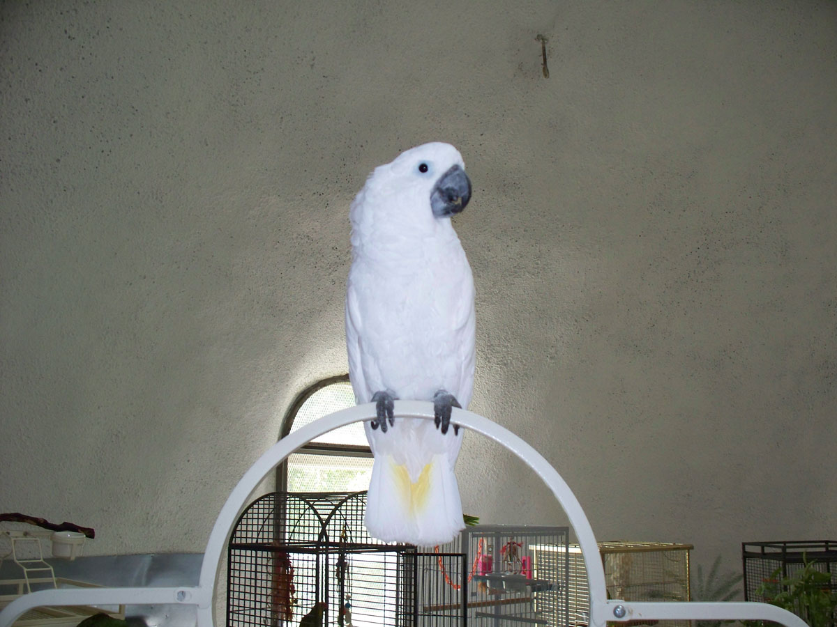 Umbrella Cockatoo