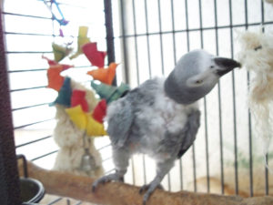 African Gray Parrot