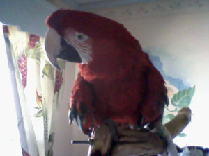 Green Wing Macaw