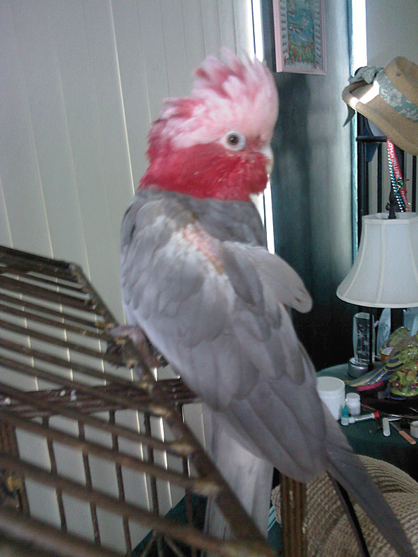 rose breasted cockatoo calls
