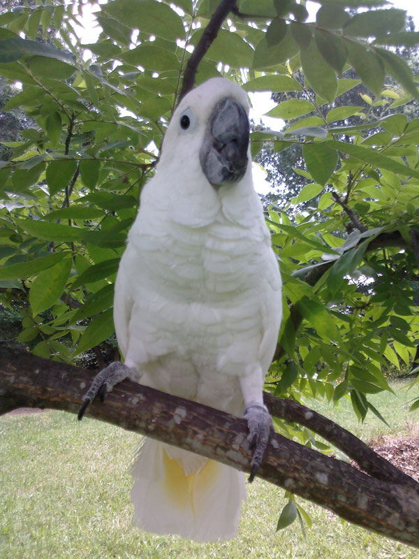 Umbrella Cockatoo